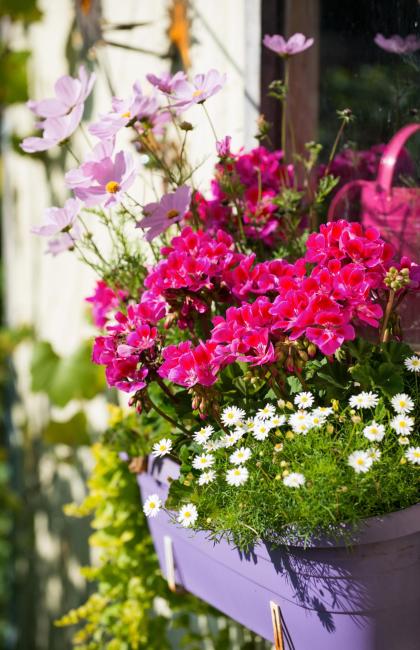 Colorful flowers in a purple pot on a sunny windowsill.