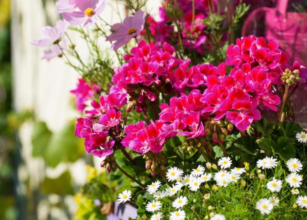 Colorful flowers in a purple pot on a sunny windowsill.